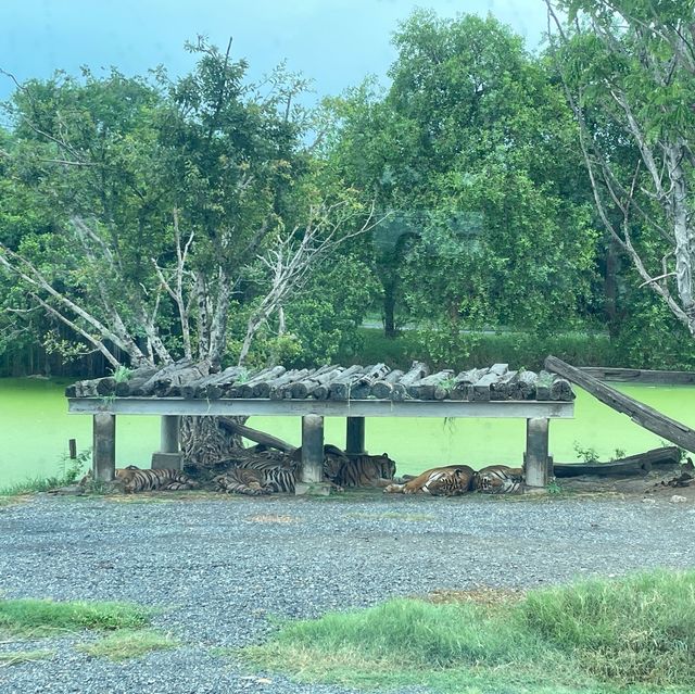 🇹🇭泰國曼谷| Safari World親子遊好去處