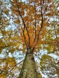 늦가을 즐기기 딱좋은 메타세콰이어길🍂
