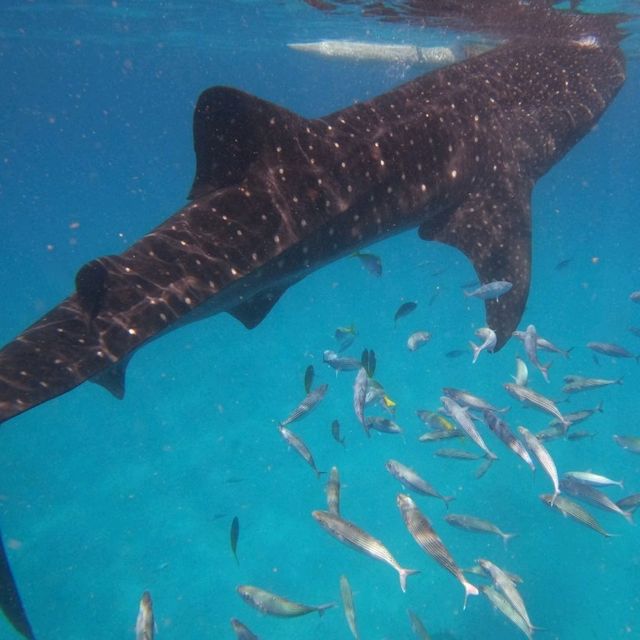 Swimming with whale sharks!!