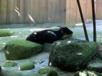 Singapore Zoo, Great Experience 