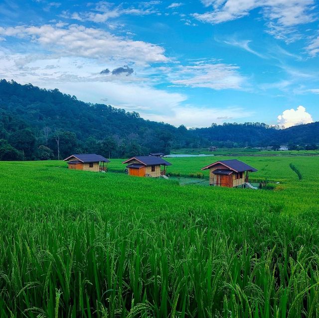 นาขั้นบันได บ้านแม่กลางหลวง ดอยอินทนนท์