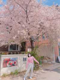 🌸대구 벚꽃 여행지 모음🌸