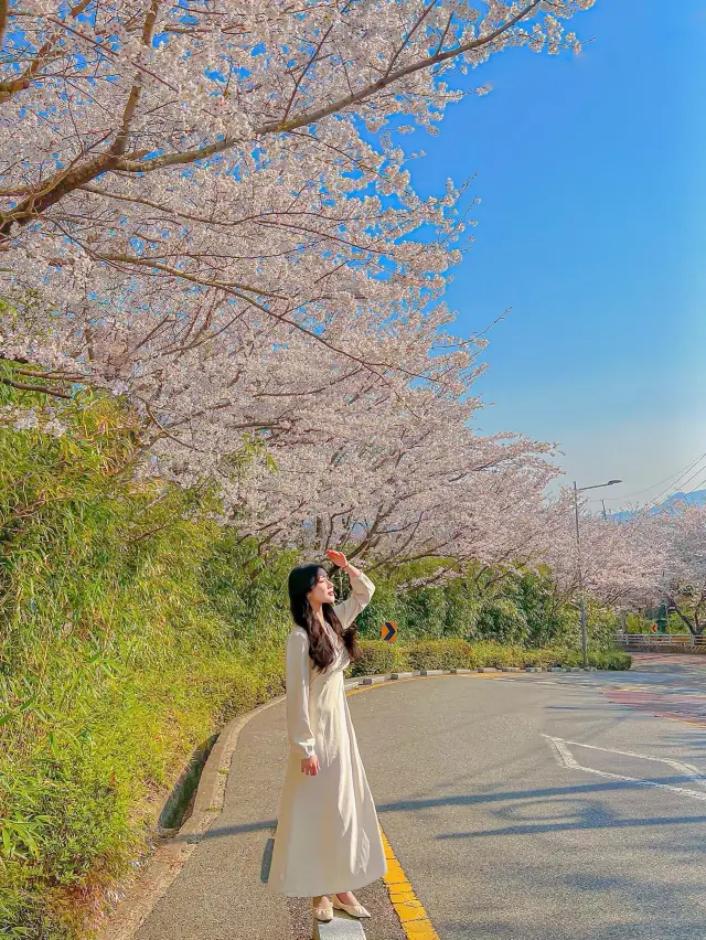 부산에서 가장 늦게까지 벚꽃사냥 가능한 곳🌸💕