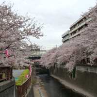 Cherry Blossom Viewing at Nakameguro