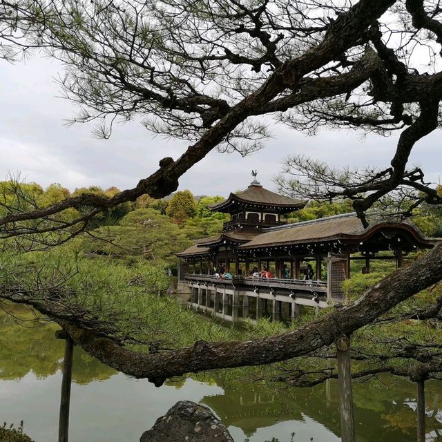 京都平安神宮八重紅枝垂櫻2023年4月6日