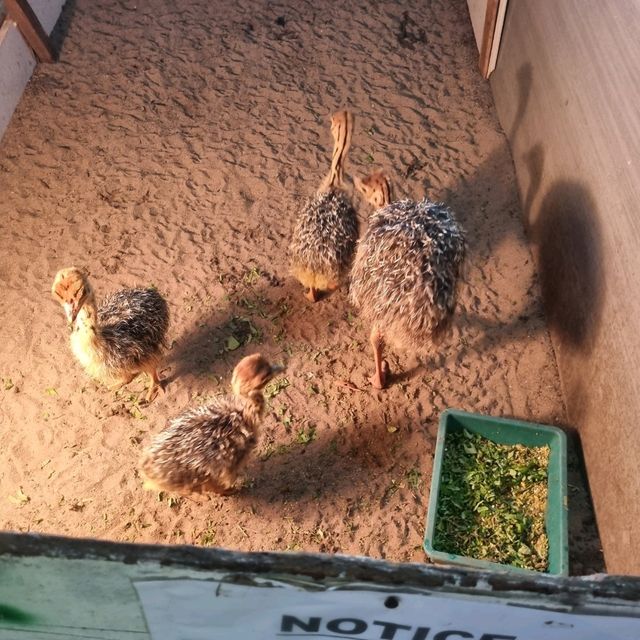 Hanging Out At Desaru Ostrich Farm