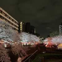 超美的目黑川夜櫻 