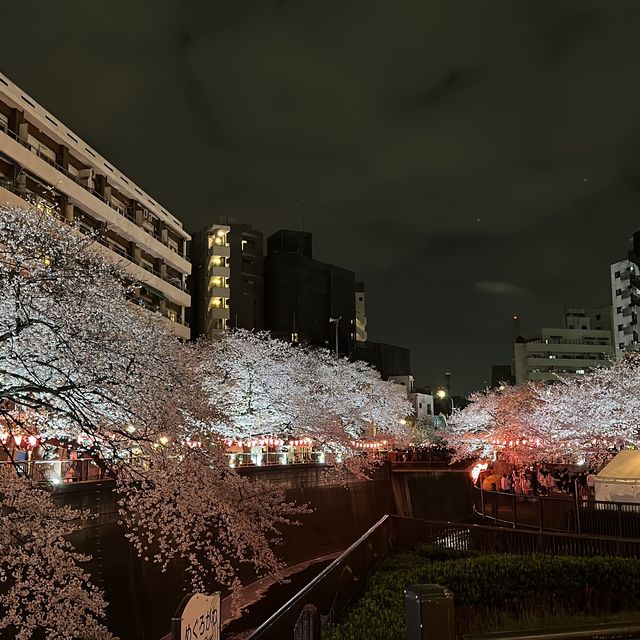 超美的目黑川夜櫻 