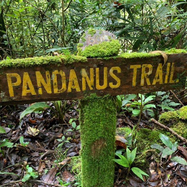 Kinabalu Park trails for the explorer!