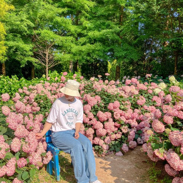 태안 수국 명소 청산수목원