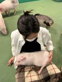 오사카 이색카페! 돼지카페🐷💕