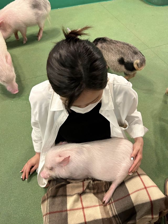 오사카 이색카페! 돼지카페🐷💕