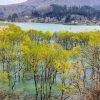 Lake Shirakawa 🐠🦆💧