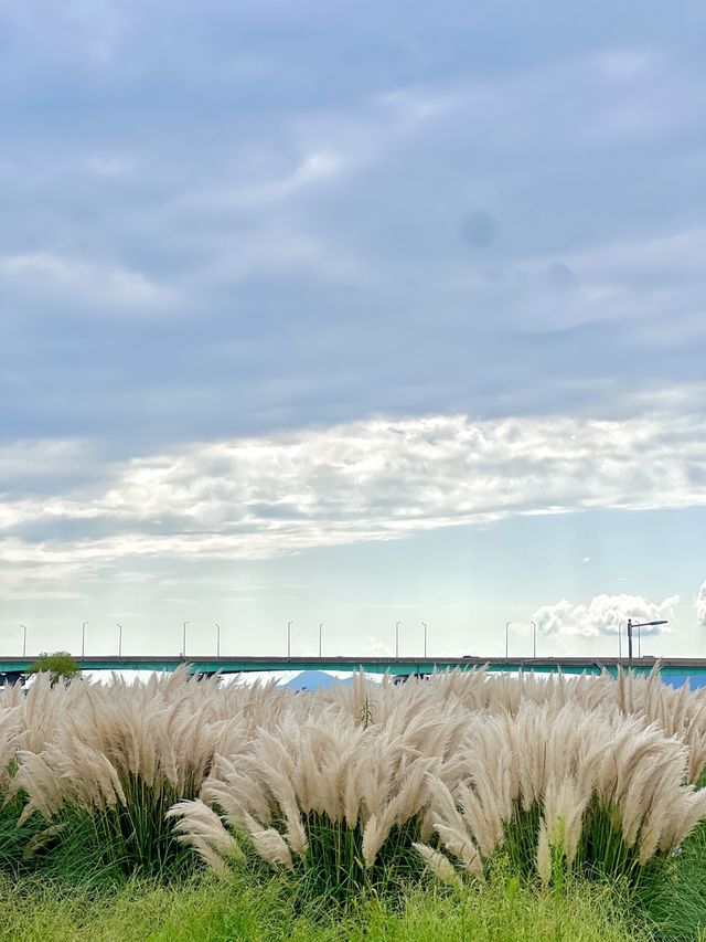 태안까지 안 가도 되는 팜파스 명소🌾