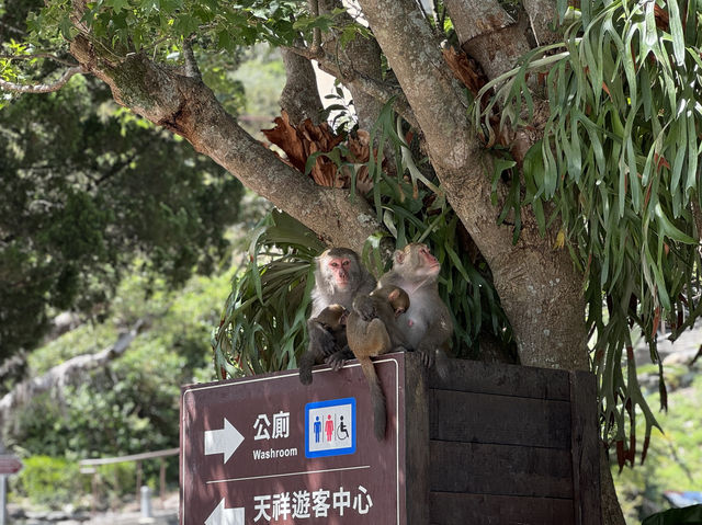 🏞️ 天祥遊客中心：太魯閣美景的出發點！🐒