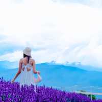 ไปถ่ายรูปกลางทุ่งดอกไม้ ยิ่งยงสวนดอกไม้  ม่อนแจ่ม 