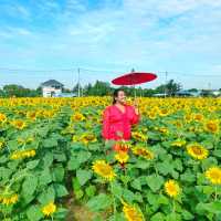 ทุ่งทานตะวันระแหง