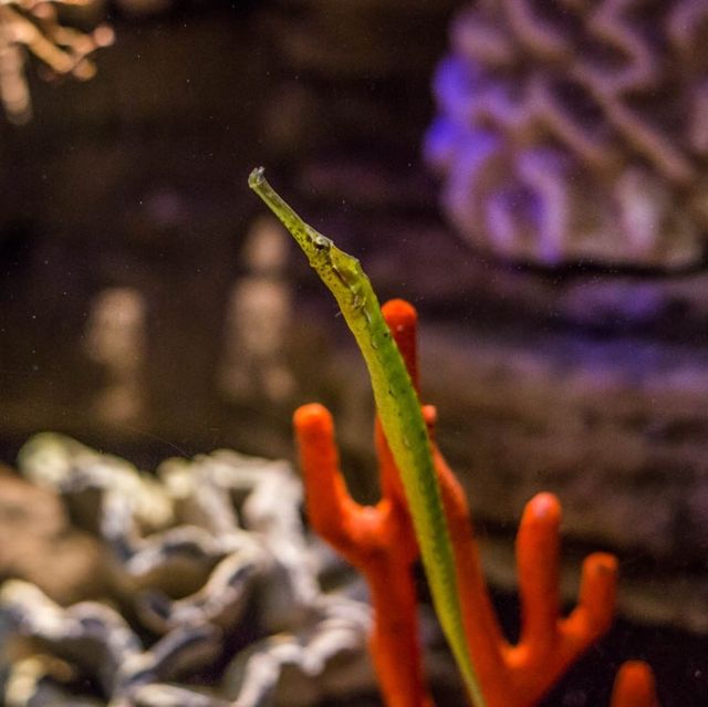 Captivating Aquatic at SEA LIFE Sydney