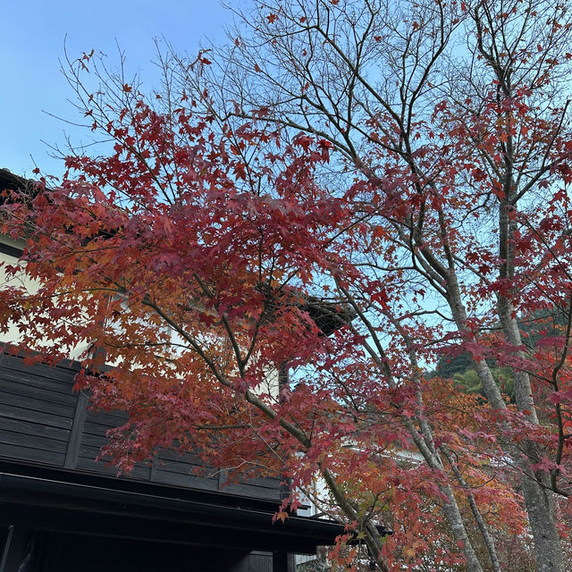 再見UBL溫泉酒店及金鱗湖二遊😎 