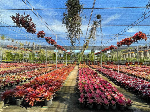 สวนนงนุช พัทยา จ.ชลบุรี 🌴🌴🌴