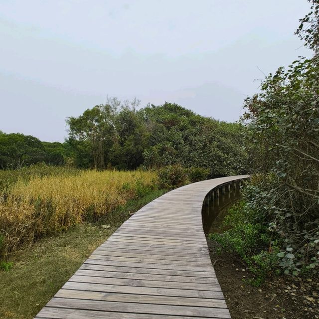 香港紅葉探子來到 - 香港濕地公園！ 🍂((🍁⥎🍁))🍂