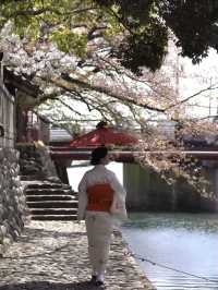 たらい舟からゆったり桜を楽しむ🌸岐阜県大垣市・水門川