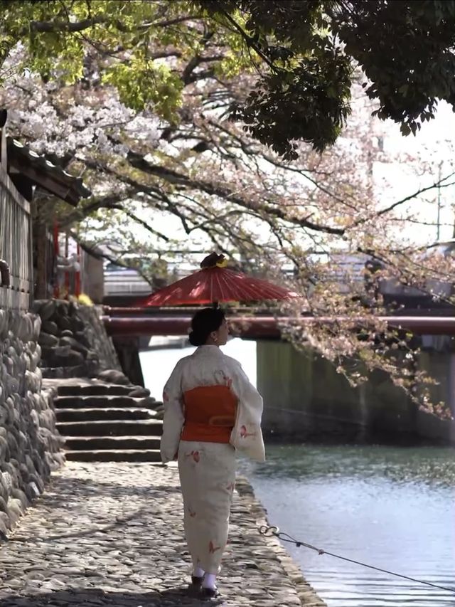 たらい舟からゆったり桜を楽しむ🌸岐阜県大垣市・水門川