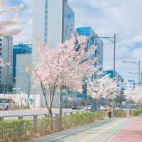 Cherry blossom Pangyo Techno Valley