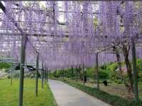 Hamamatsu Flower Park