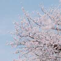 【神奈川】宿河原駅から徒歩2分の桜の名所🌸