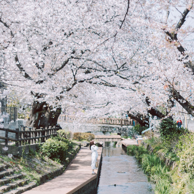 【神奈川】宿河原駅から徒歩2分の桜の名所🌸