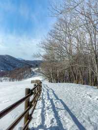 삿포로도 몽골도 아닌 여긴 강원도🏔️⛄️