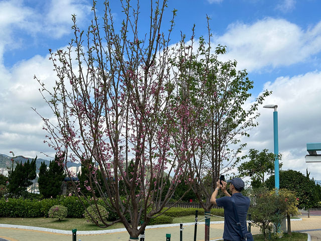 香港好去處．坐港鐵屯馬線去賞櫻(二)．馬鞍山恆明街  坐 #港鐵屯馬線 除了可以去天水圍公園賞櫻，還可以去 #馬鞍山 #恆明街休憩處 #賞櫻。  在 #恆安站 下車，經A出口步行約5分鐘便
