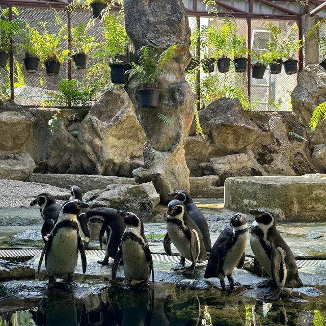 【倫敦動物園】值回票價的絕佳動物園