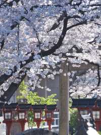 【京都×桜】本当は教えたくない🙅京都駅から徒歩圏内の穴場の桜スポット🌸