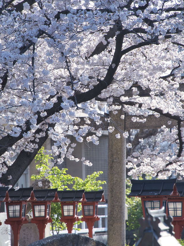 【京都×桜】本当は教えたくない🙅京都駅から徒歩圏内の穴場の桜スポット🌸
