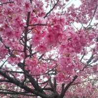 Blooming season in Yayogi park🌸