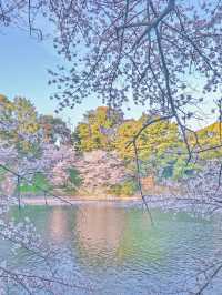 東京の多分真ん中🌸広い千鳥ヶ淵の桜のオススメスポット