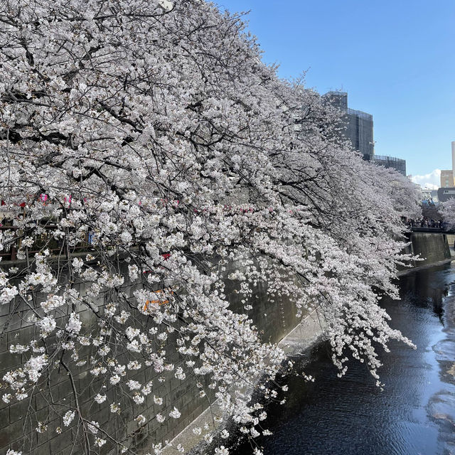 Spring in Nakameguro,Tokyo🌸