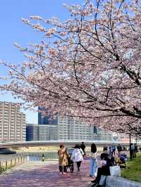 東京寶藏賞櫻地點大公開！