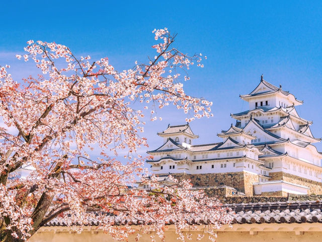 兵庫・姫路城櫻海