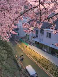 觀賞釜山的櫻花地點