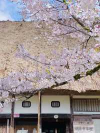 【絶景】一生に一度は行きたい！春の絶景が待つ白川郷へ🌸