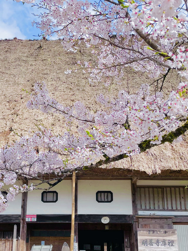 【絶景】一生に一度は行きたい！春の絶景が待つ白川郷へ🌸