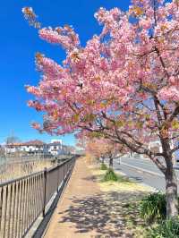 【伝右川桜並木/埼玉県】河津桜と安行桜の桜並木を一緒に見られる場所
