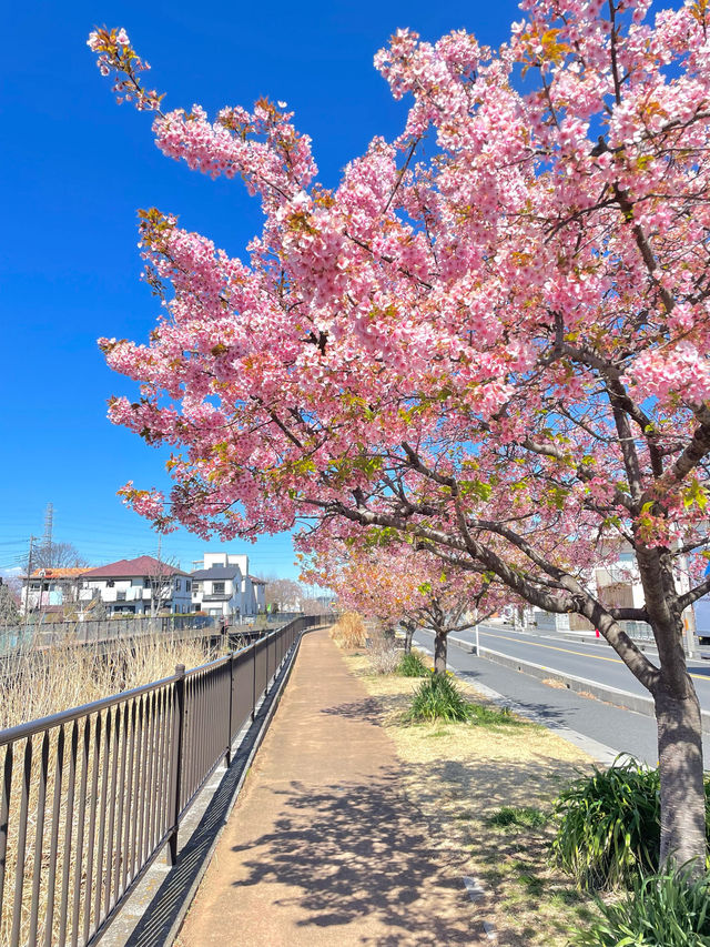 【伝右川桜並木/埼玉県】河津桜と安行桜の桜並木を一緒に見られる場所