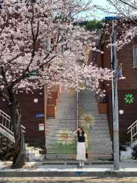 부산 벚꽃 명소 닥밭골벽화 마을 