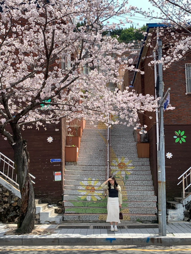 부산 벚꽃 명소 닥밭골벽화 마을 
