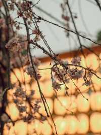 東京｜上野公園 櫻花盛開 日韓春天好去處🌸