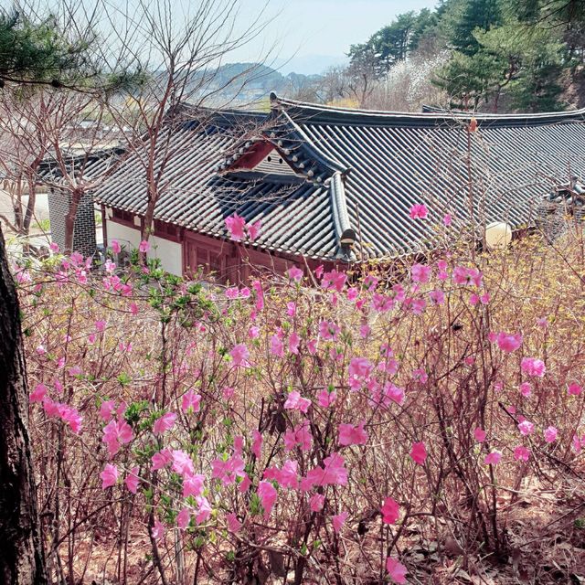 봄을 기다리는 한옥 강릉 선교장